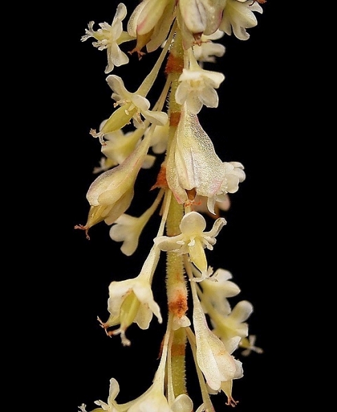 Pflanzenbild gross Japanischer Staudenknöterich - Reynoutria japonica