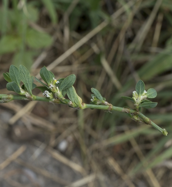 Pflanzenbild gross Vogel-Knöterich - Polygonum aviculare aggr.