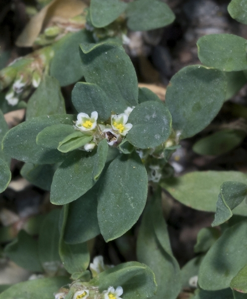 Pflanzenbild gross Vogel-Knöterich - Polygonum aviculare aggr.