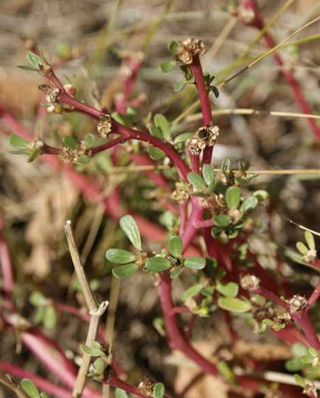 Pflanzenbild gross Vogel-Knöterich - Polygonum aviculare aggr.