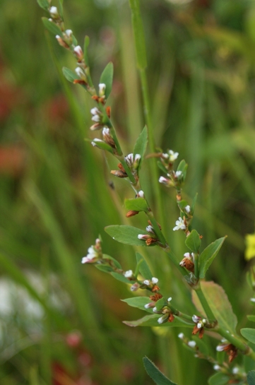 Pflanzenbild gross Vogel-Knöterich - Polygonum aviculare aggr.