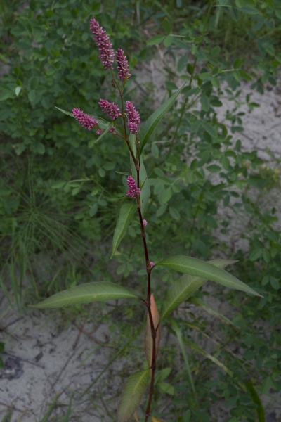 Pflanzenbild gross Pfirsichblättriger Knöterich - Polygonum persicaria