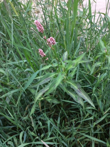 Pflanzenbild gross Pfirsichblättriger Knöterich - Polygonum persicaria