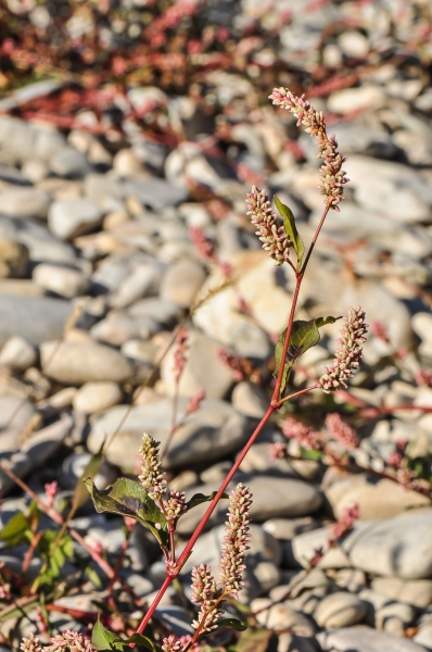 Pflanzenbild gross Pfirsichblättriger Knöterich - Polygonum persicaria