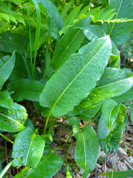 Pflanzenbild gross Schlangen-Knöterich - Polygonum bistorta