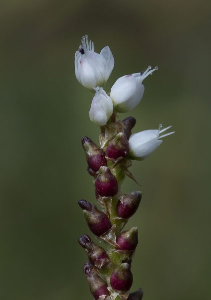 Pflanzenbild gross Knöllchen-Knöterich - Polygonum viviparum