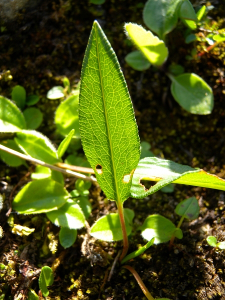Pflanzenbild gross Knöllchen-Knöterich - Polygonum viviparum