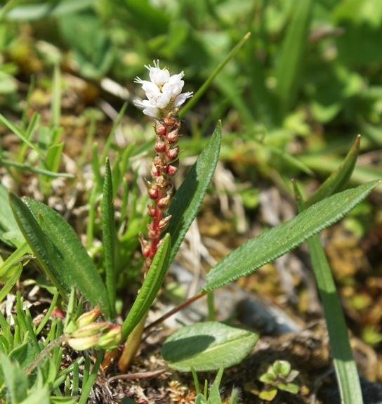 Pflanzenbild gross Knöllchen-Knöterich - Polygonum viviparum