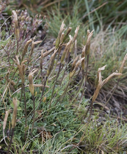 Pflanzenbild gross Kurzblättriger Enzian - Gentiana brachyphylla