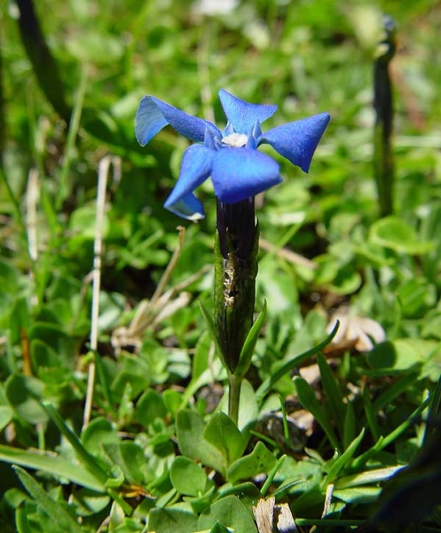 Pflanzenbild gross Kurzblättriger Enzian - Gentiana brachyphylla