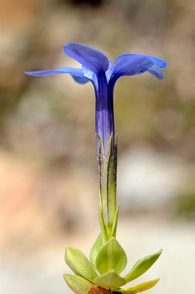 Pflanzenbild gross Kurzblättriger Enzian - Gentiana brachyphylla