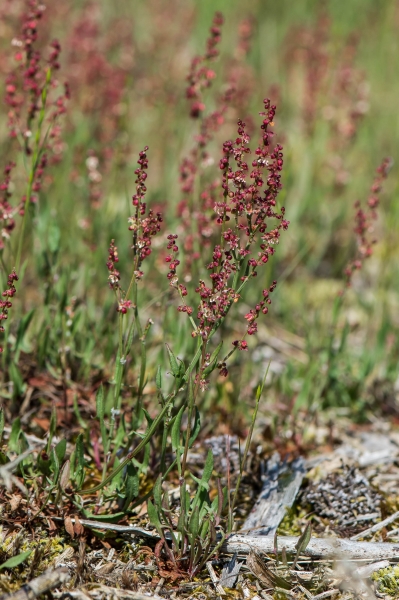Pflanzenbild gross Kleiner Sauerampfer - Rumex acetosella