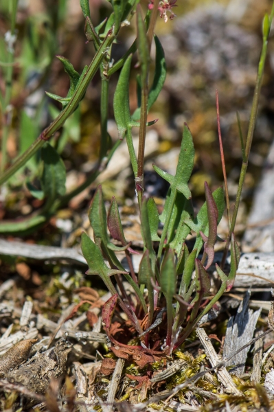 Pflanzenbild gross Kleiner Sauerampfer - Rumex acetosella