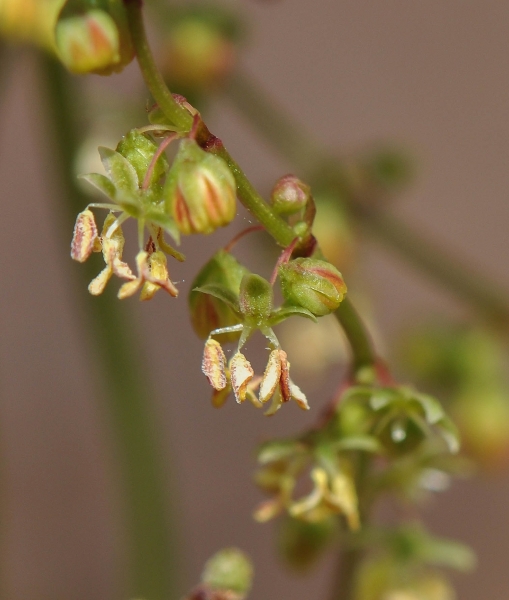 Pflanzenbild gross Kleiner Sauerampfer - Rumex acetosella