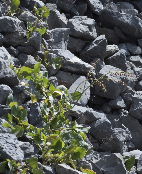 Pflanzenbild gross Schildblättriger Ampfer - Rumex scutatus