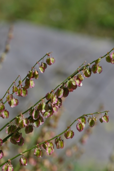 Pflanzenbild gross Schildblättriger Ampfer - Rumex scutatus