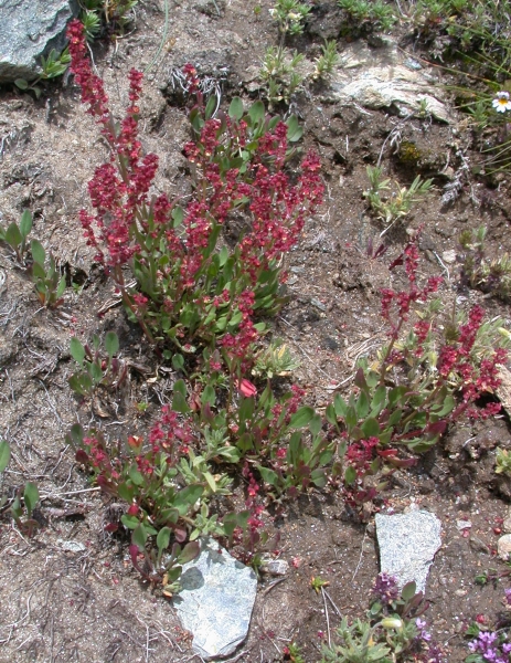 Pflanzenbild gross Schnee-Ampfer - Rumex nivalis