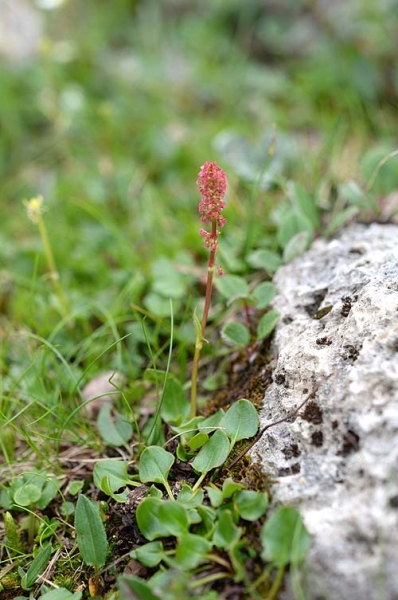 Pflanzenbild gross Schnee-Ampfer - Rumex nivalis
