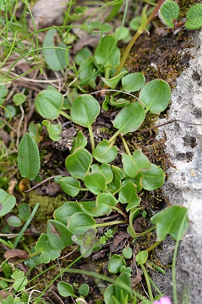 Pflanzenbild gross Schnee-Ampfer - Rumex nivalis
