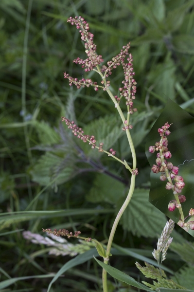 Pflanzenbild gross Wiesen-Sauerampfer - Rumex acetosa