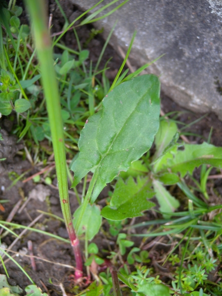 Pflanzenbild gross Wiesen-Sauerampfer - Rumex acetosa