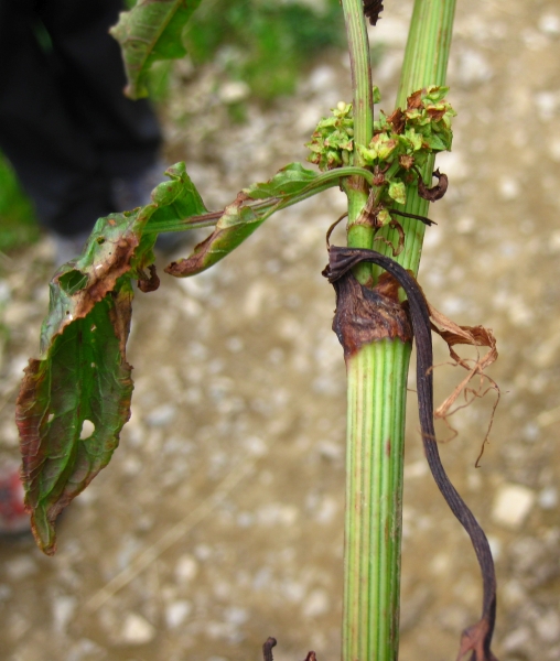 Pflanzenbild gross Wiesen-Sauerampfer - Rumex acetosa