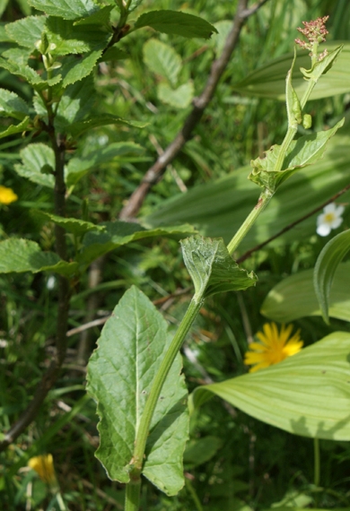Pflanzenbild gross Berg-Sauerampfer - Rumex alpestris
