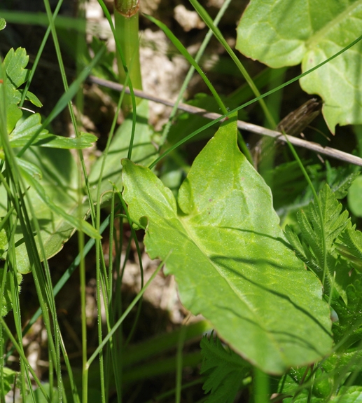 Pflanzenbild gross Berg-Sauerampfer - Rumex alpestris