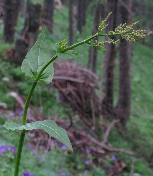 Pflanzenbild gross Berg-Sauerampfer - Rumex alpestris