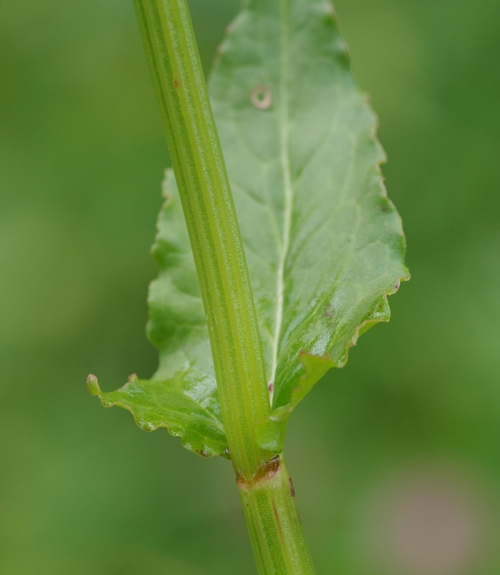 Pflanzenbild gross Berg-Sauerampfer - Rumex alpestris