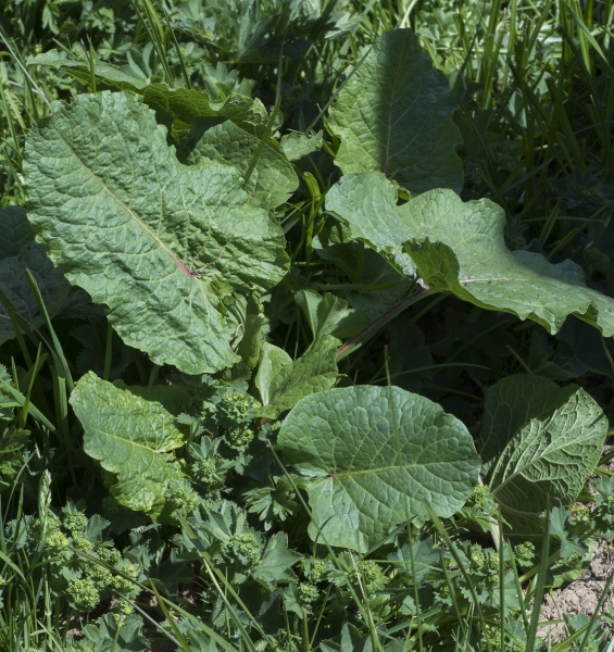 Pflanzenbild gross Alpen-Ampfer - Rumex alpinus