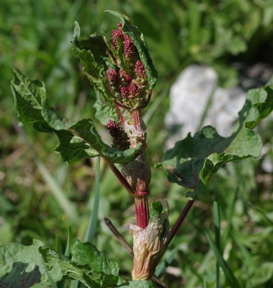 Pflanzenbild gross Alpen-Ampfer - Rumex alpinus