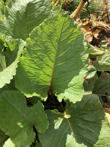 Pflanzenbild gross Alpen-Ampfer - Rumex alpinus