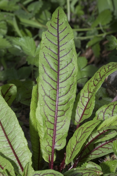 Pflanzenbild gross Blut-Ampfer - Rumex sanguineus