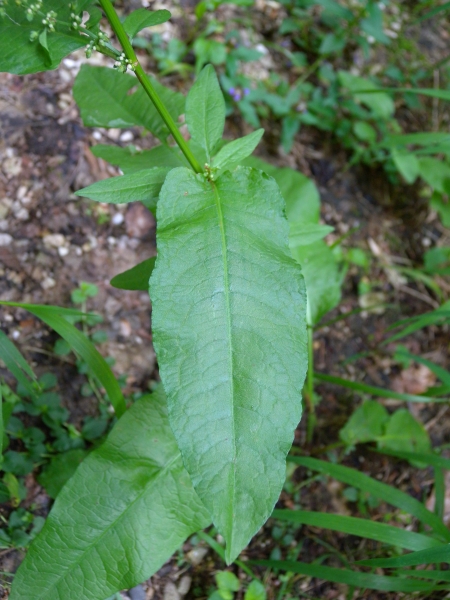 Pflanzenbild gross Blut-Ampfer - Rumex sanguineus