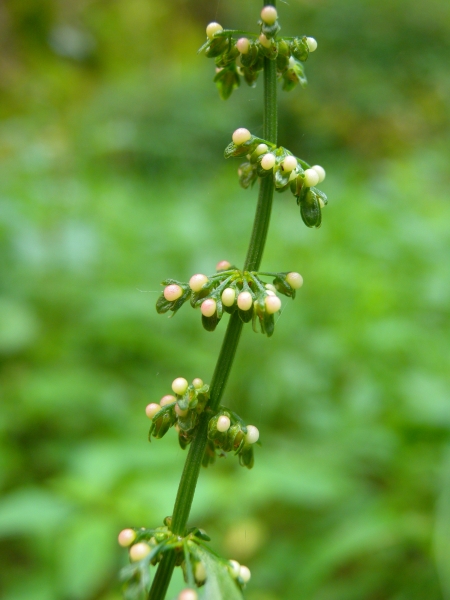 Pflanzenbild gross Blut-Ampfer - Rumex sanguineus