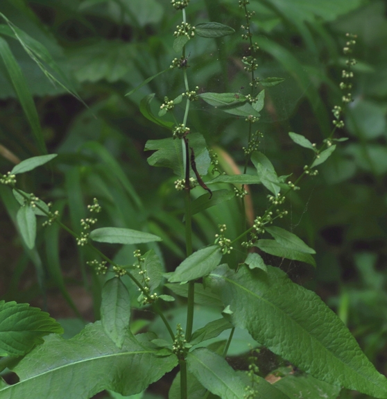 Pflanzenbild gross Blut-Ampfer - Rumex sanguineus