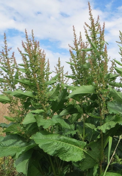 Pflanzenbild gross Stumpfblättriger Ampfer - Rumex obtusifolius
