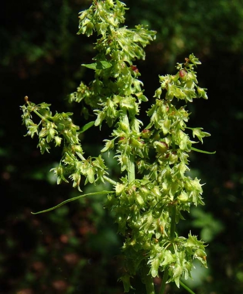 Pflanzenbild gross Stumpfblättriger Ampfer - Rumex obtusifolius