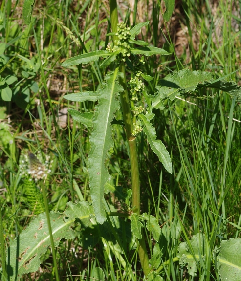 Pflanzenbild gross Krauser Ampfer - Rumex crispus