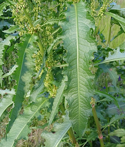 Pflanzenbild gross Krauser Ampfer - Rumex crispus