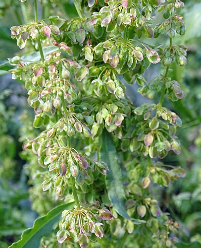 Pflanzenbild gross Krauser Ampfer - Rumex crispus
