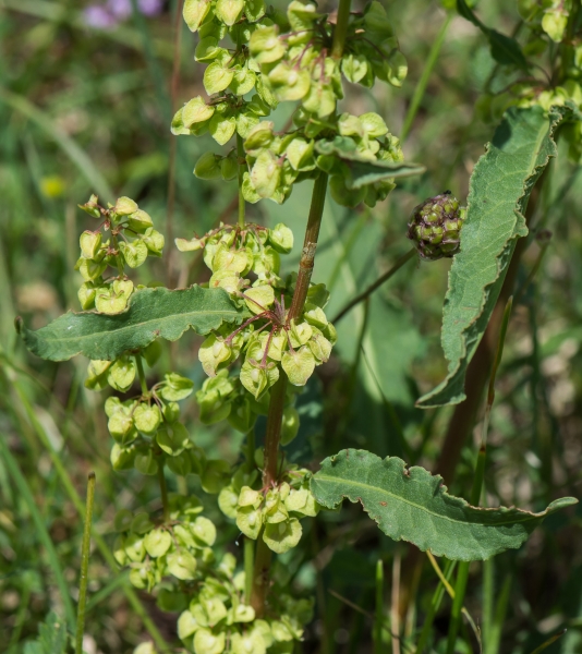 Pflanzenbild gross Krauser Ampfer - Rumex crispus