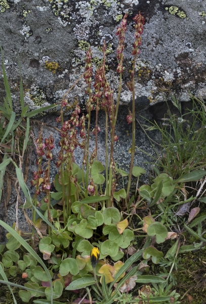 Pflanzenbild gross Säuerling - Oxyria digyna