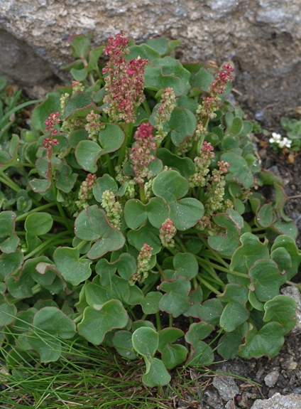 Pflanzenbild gross Säuerling - Oxyria digyna