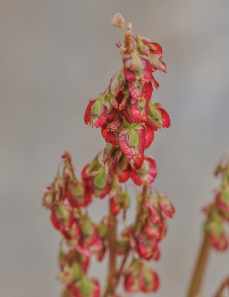 Pflanzenbild gross Säuerling - Oxyria digyna