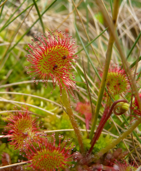 Pflanzenbild gross Rundblättriger Sonnentau - Drosera rotundifolia