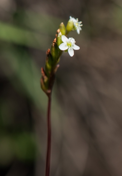 Pflanzenbild gross Rundblättriger Sonnentau - Drosera rotundifolia