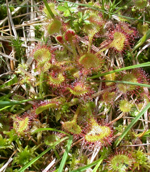 Pflanzenbild gross Rundblättriger Sonnentau - Drosera rotundifolia
