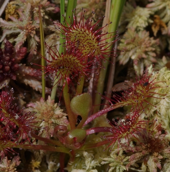 Pflanzenbild gross Rundblättriger Sonnentau - Drosera rotundifolia